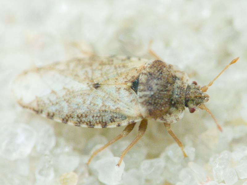 Parapiesma quadratum (Fieber, 1844)
